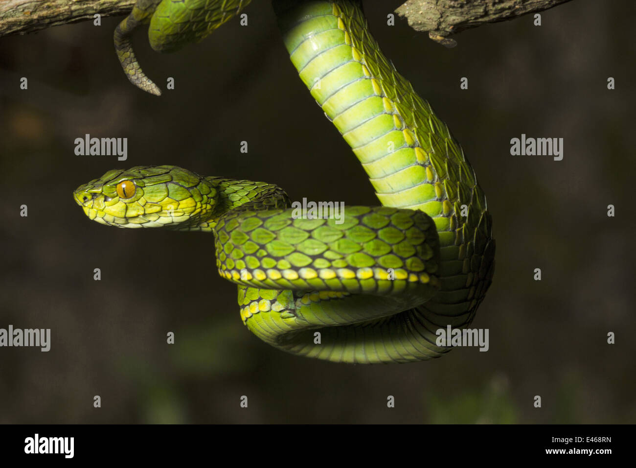 Large scaled pit viper, Trimeresrus macrolepis, Common, Eravikulam National Park, Kerala Stock Photo