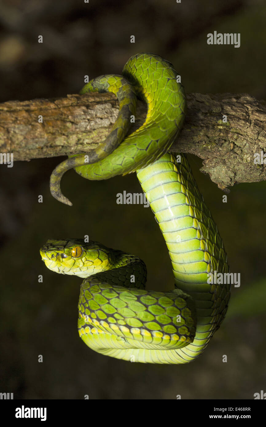 Large scaled pit viper, Trimeresrus macrolepis, Common, Eravikulam National Park, Kerala Stock Photo