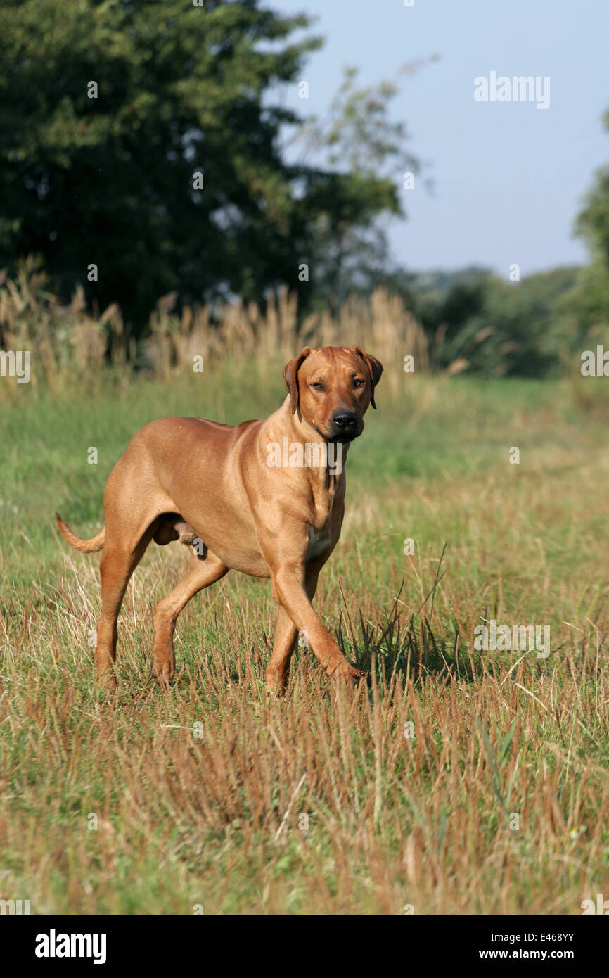Red haired hunting dog walks hi-res stock photography and images - Alamy