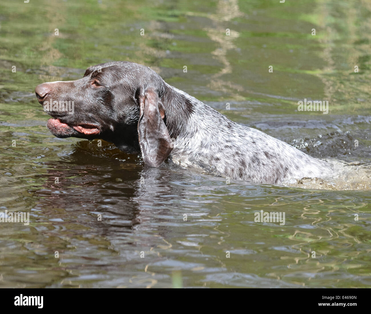 Does The Pointer Like To Swim