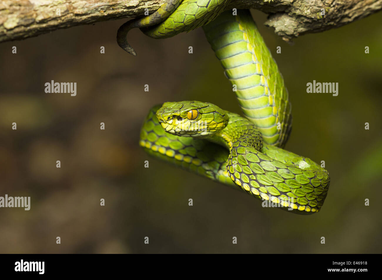 Large scaled pit viper, Trimeresrus macrolepis, Common, Eravikulam National Park, Kerala Stock Photo