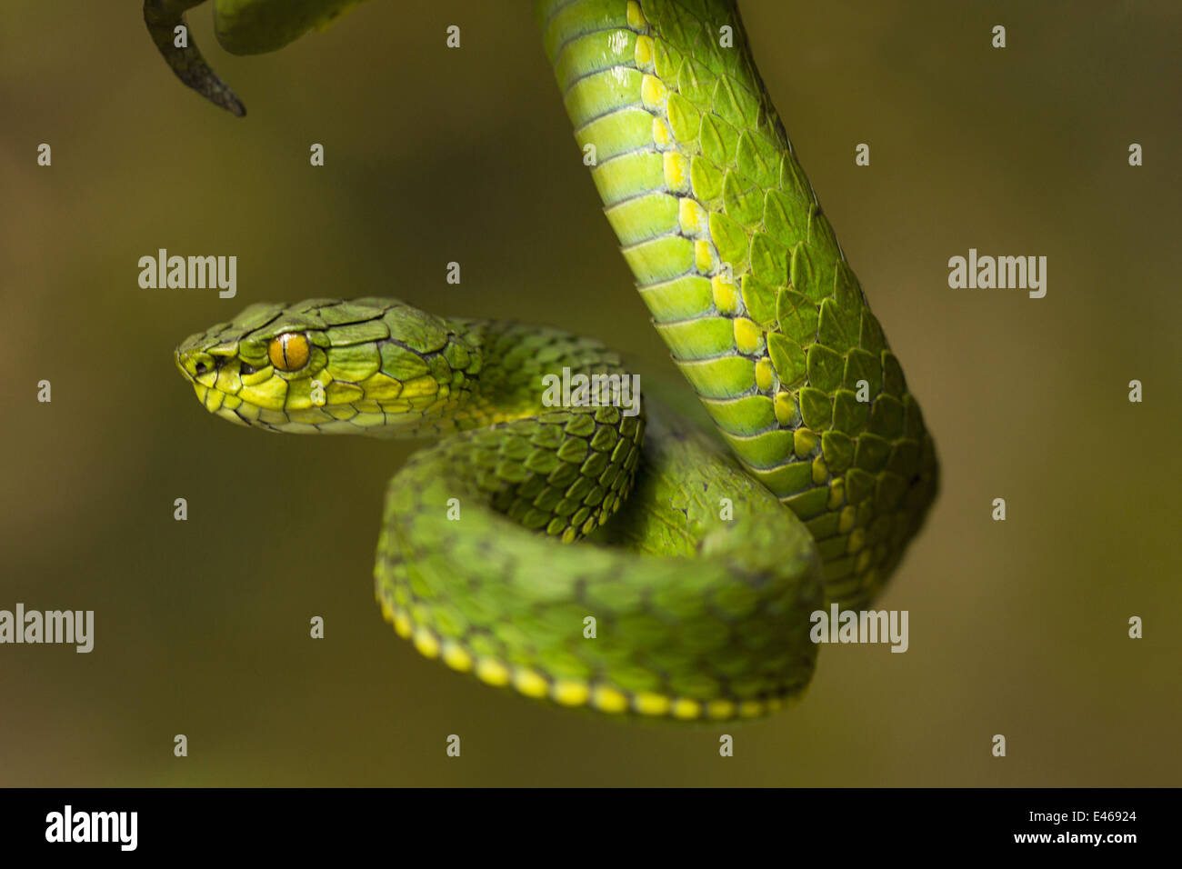 Large scaled pit viper, Trimeresrus macrolepis, Common, Eravikulam National Park, Kerala Stock Photo