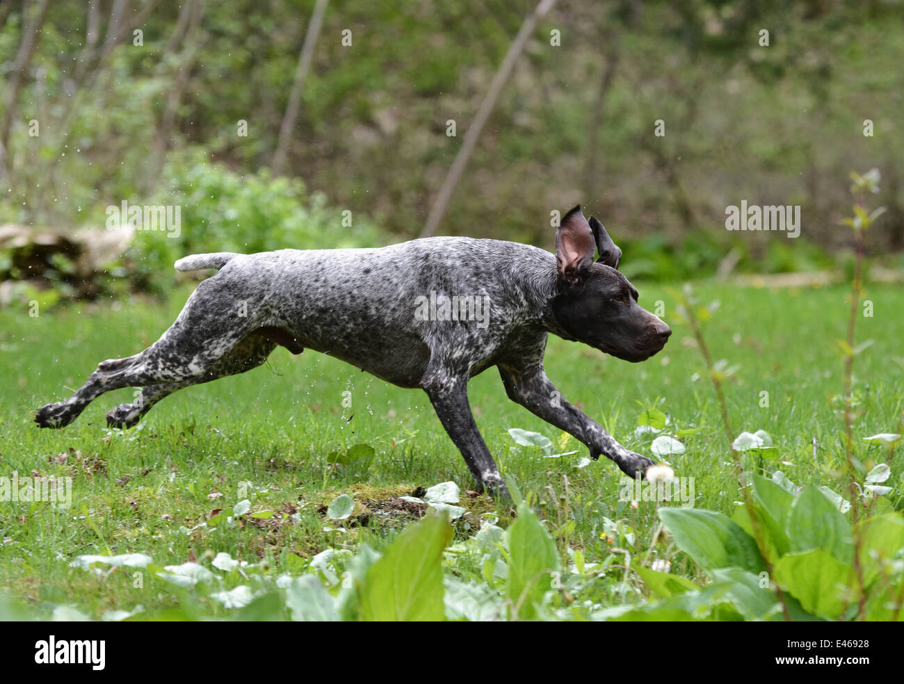Jumping german shorthaired pointer hi-res stock photography and images ...