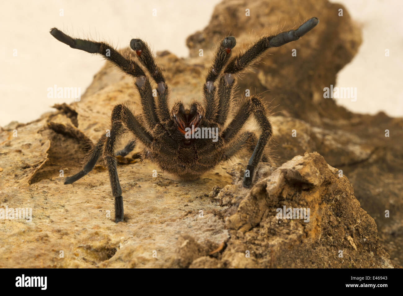 Spiders of kerala hi-res stock photography and images - Alamy