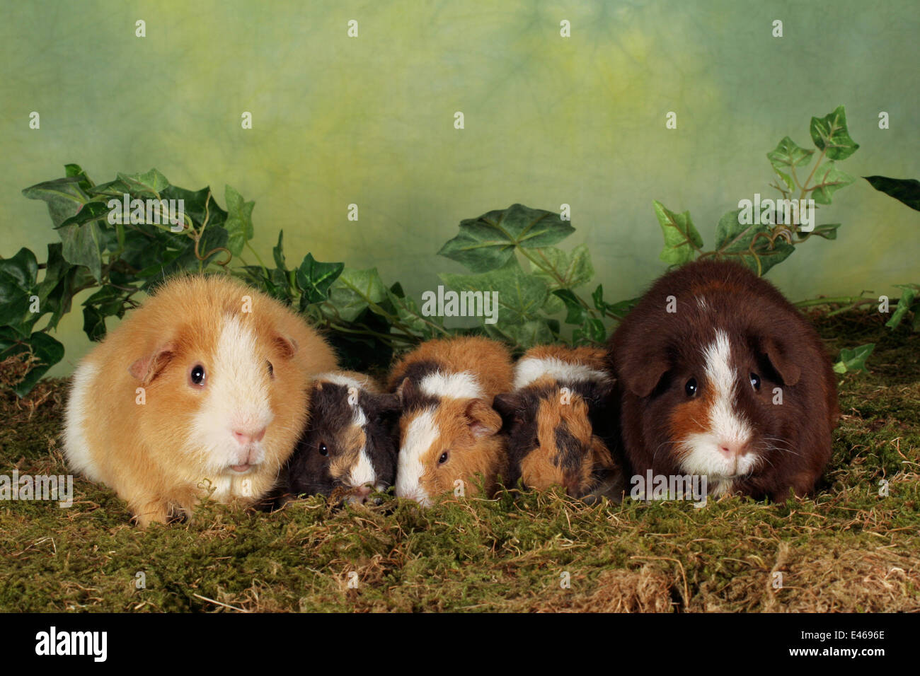 Guinea pig store family