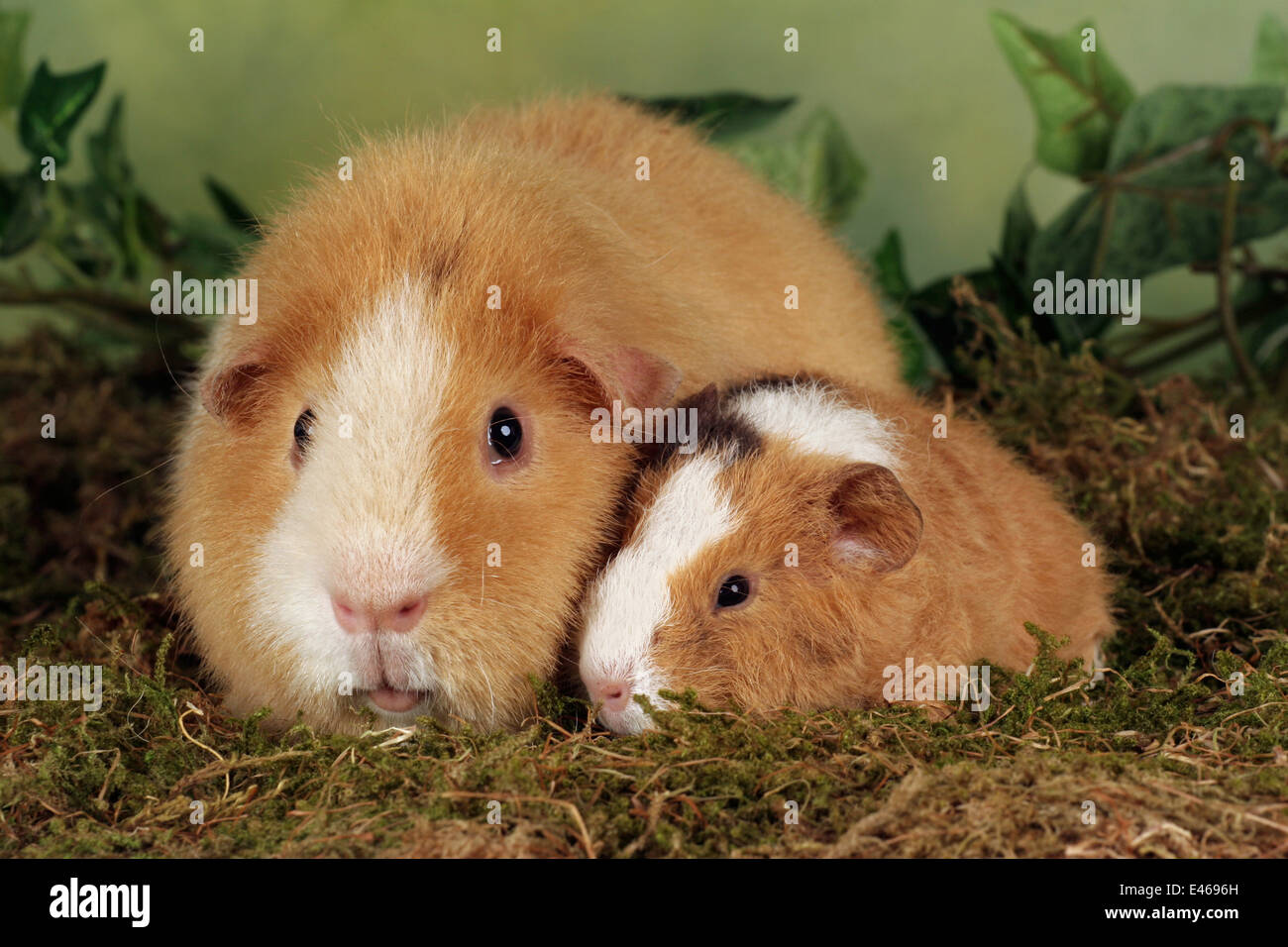 young guinea pig