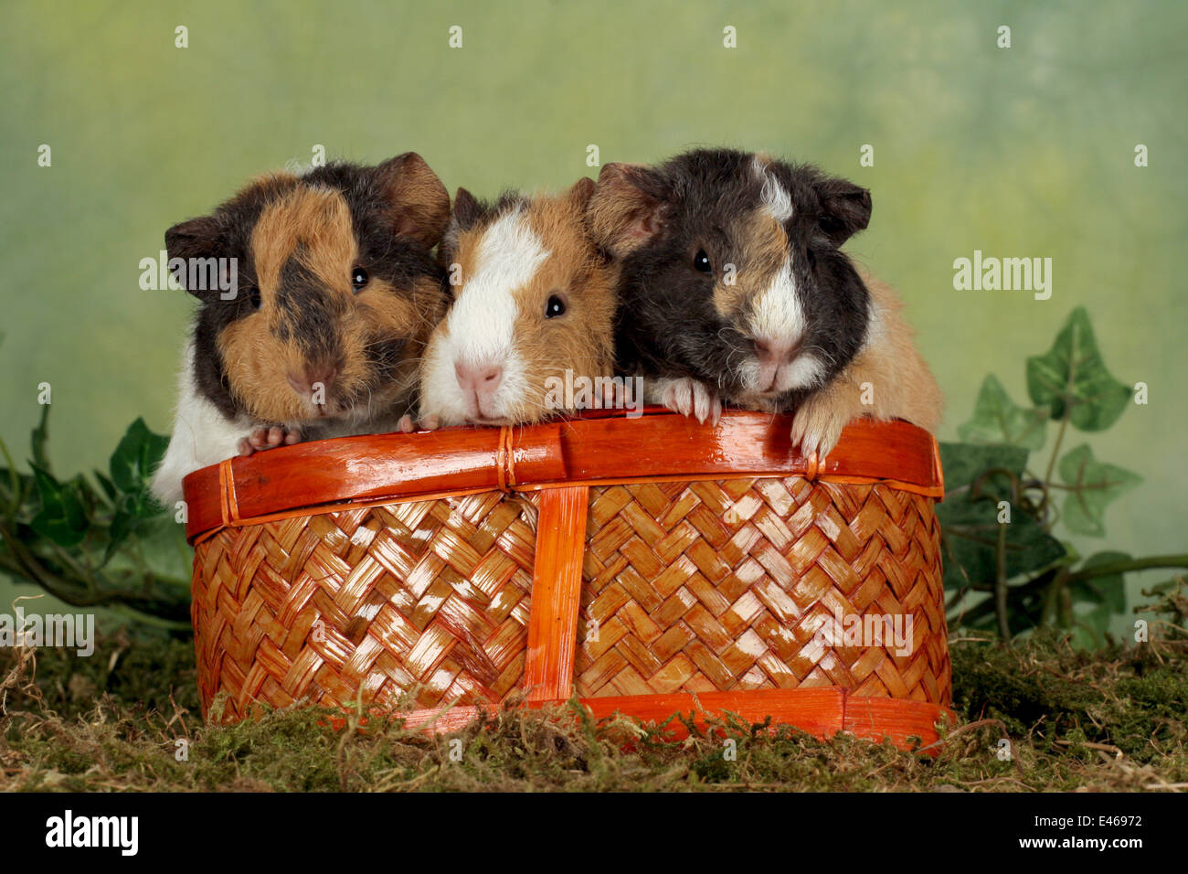 guinea pigs in basket Stock Photo Alamy