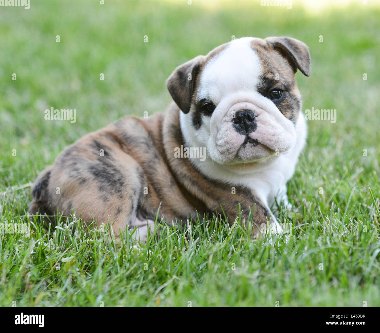 cute english bulldog puppy in the grass Stock Photo - Alamy
