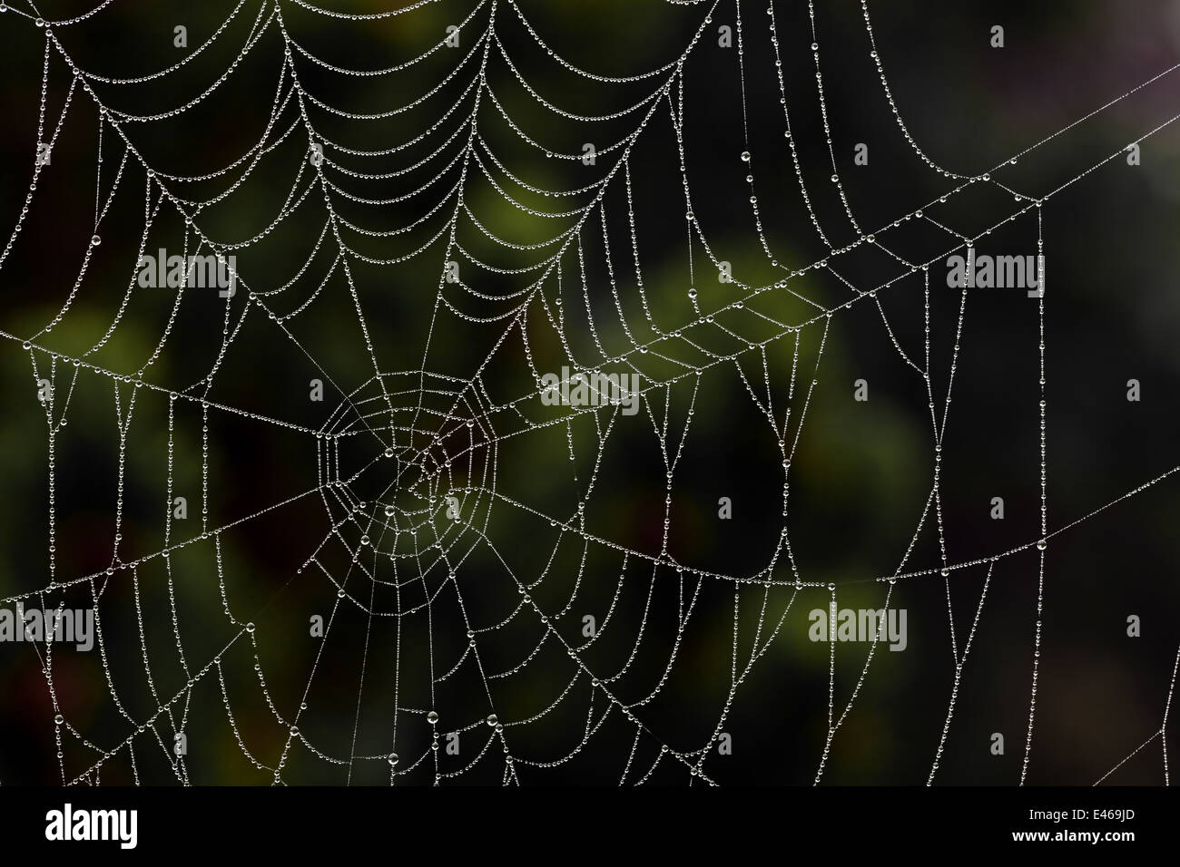 The web of a spider in the morning dew. Photo icon for network and networking. Stock Photo