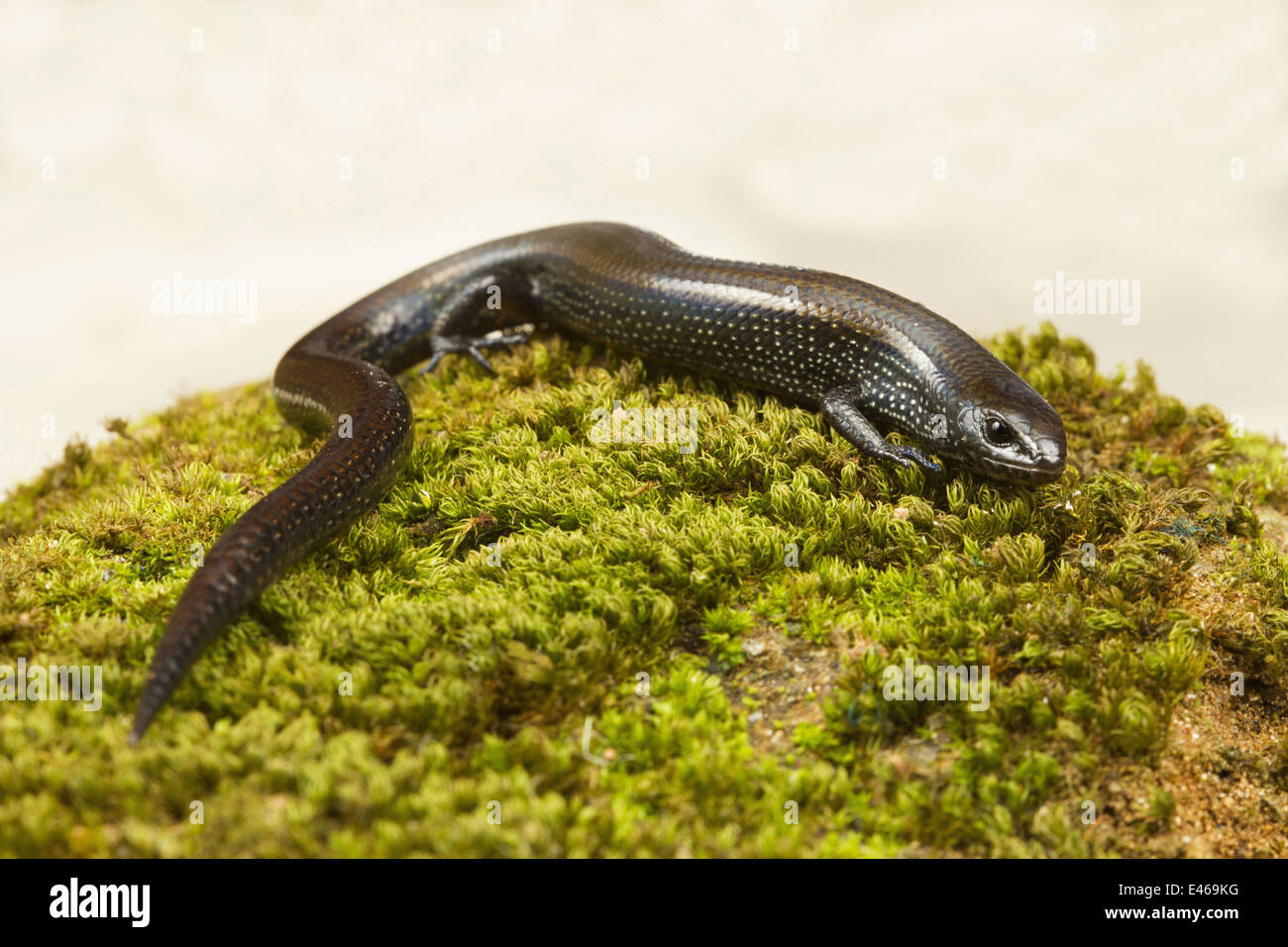 RURK'S RISTELLA, is a species of skink endemic to southern India. Ristella rurkii,  Common, Anamudi shola National park, Kerala Stock Photo