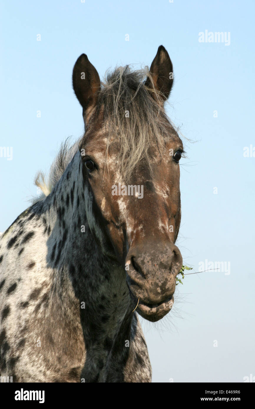 1,669 Appaloosa Horse Stock Photos, High-Res Pictures, and Images - Getty  Images