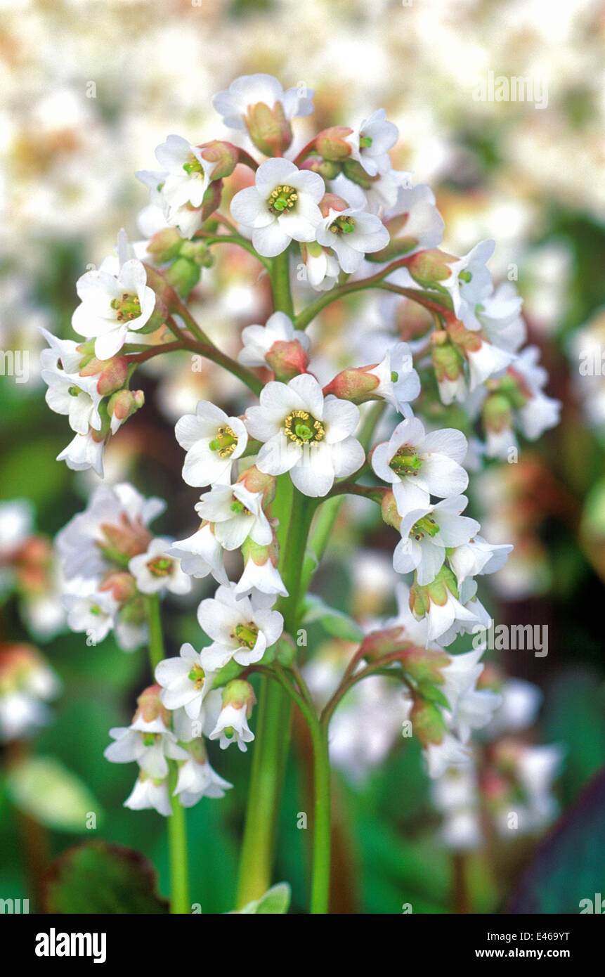 Bergenia Bressingham White, Elephant's Ear. Close up of White bell shaped flowers. Perennial, March, early Spring Stock Photo