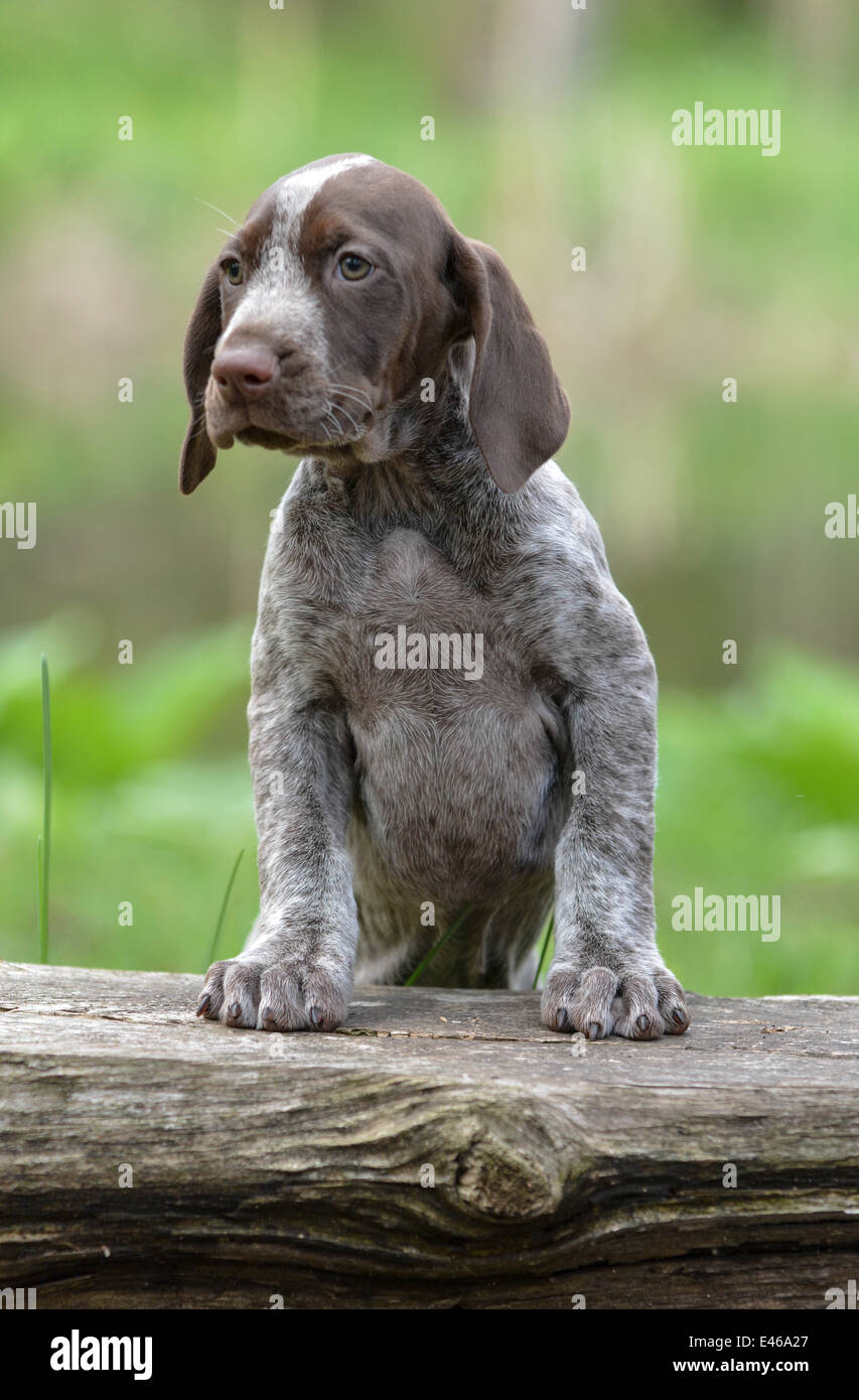 How Much Does A Pointer Dog Cost