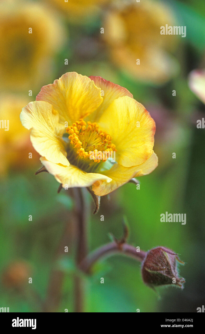 Geum beech house apricot hires stock photography and images Alamy