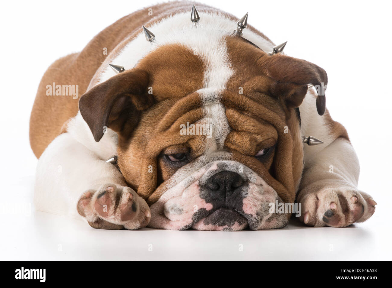 english bulldog puppy wearing spike collar on white background Stock