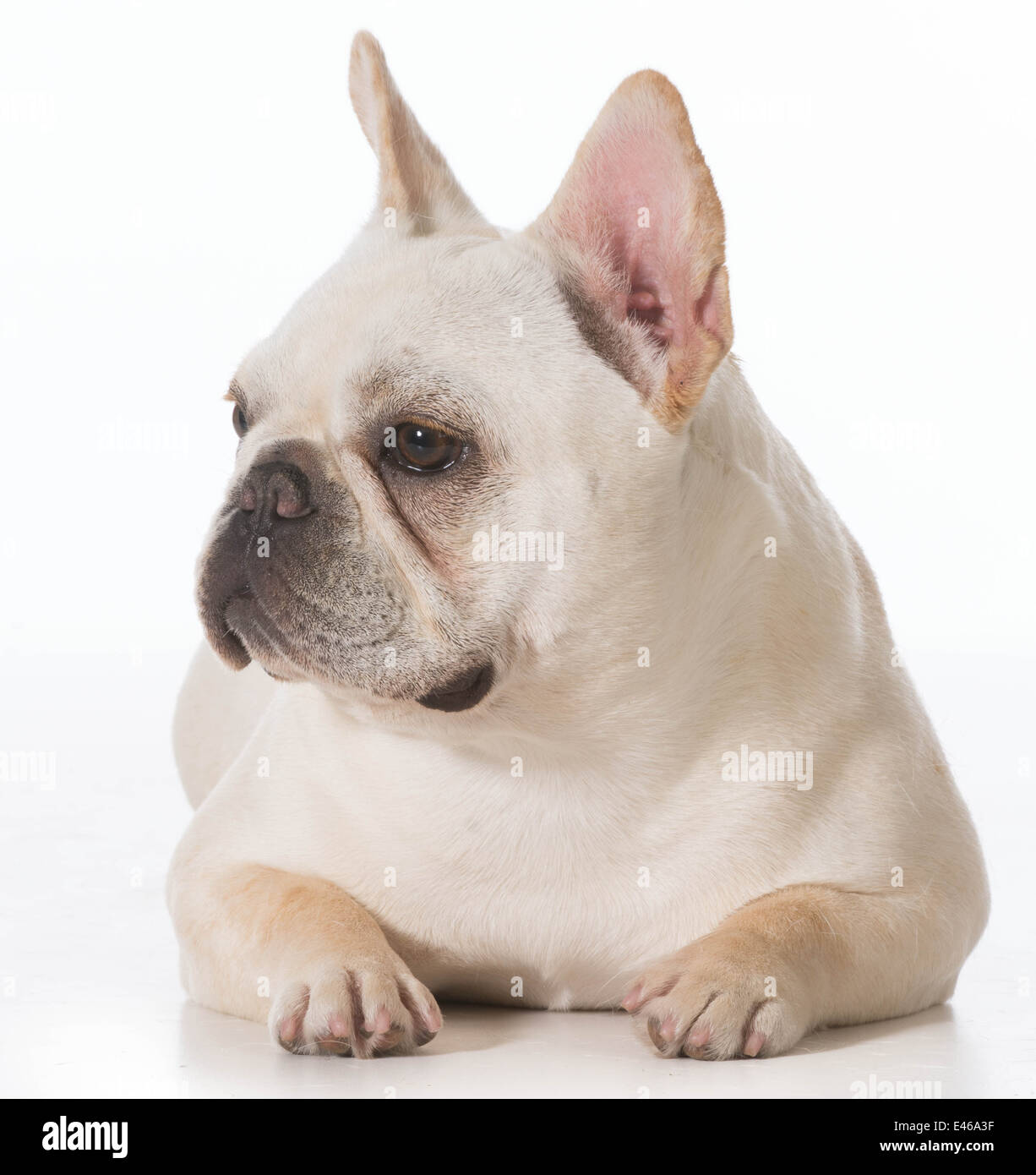 french-bulldog-puppy-laying-down-on-white-background-stock-photo-alamy