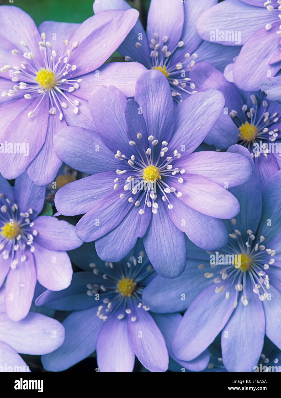 Hepatica transsilvanica, Liverwort, semi-evergreen. Perennial, March. Close up portrait of purple/blue flowers. Stock Photo