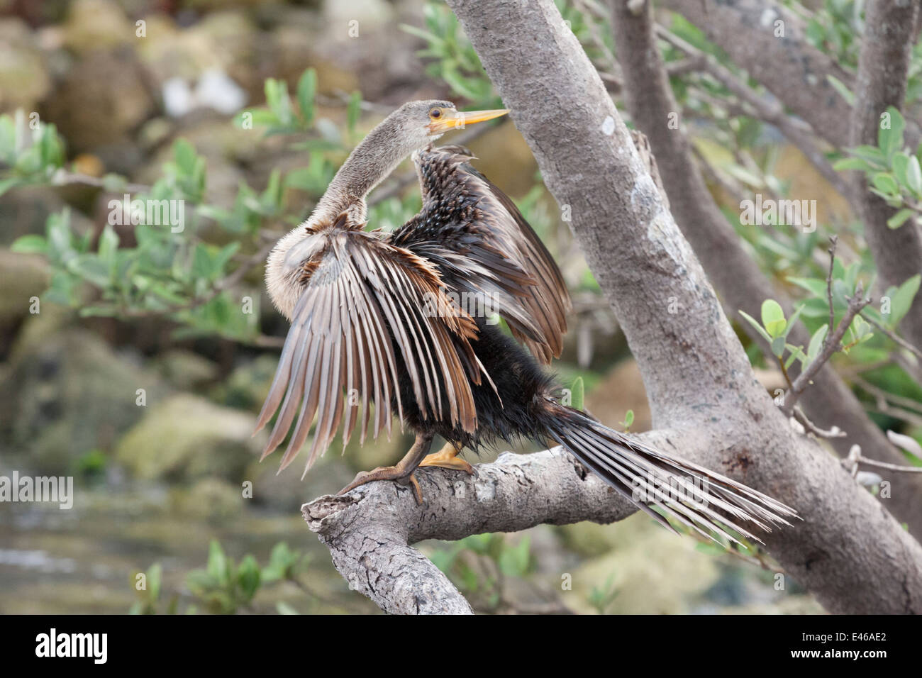 The Anhinga, sometimes called the Snakebird or Water Turkey, Indian ...