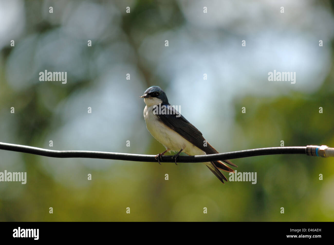 Tree Swallow (Tachycineta bicolor) Stock Photo