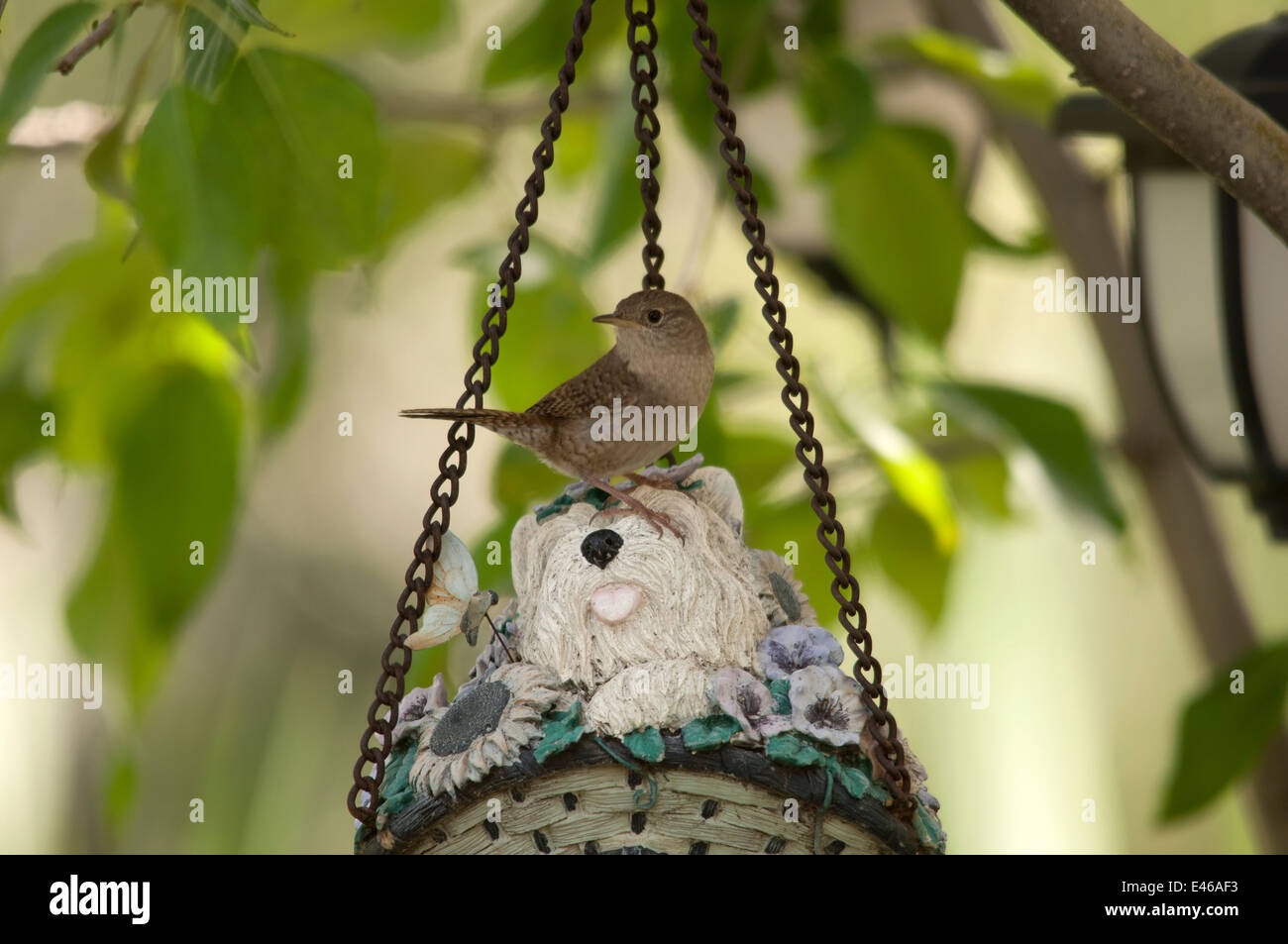 House Wren (Troglodytes aedon) Stock Photo