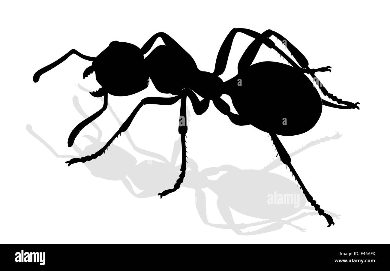 bug - forest ant Stock Photo