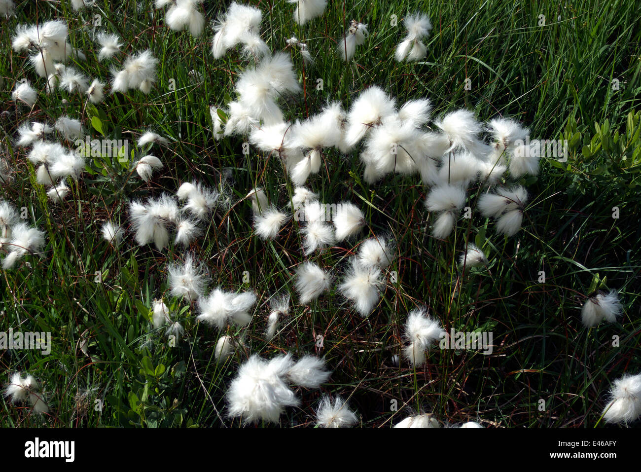 Cotton grass flowering, boggy meadow, Eskdale, Cumbria, Lake District, England, UK Stock Photo