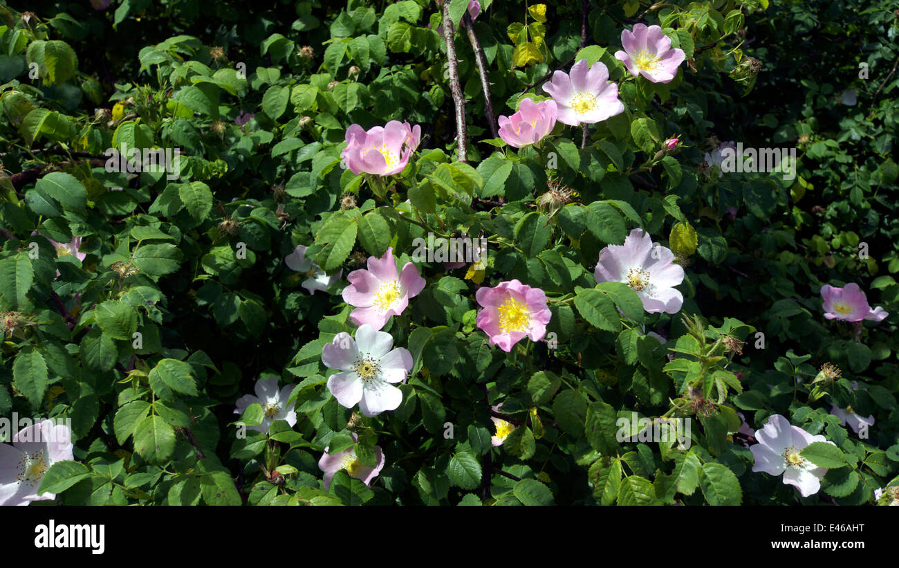 Dog rose in flower, Cumbria, UK Stock Photo Alamy