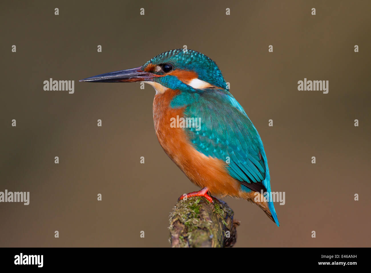 Common kingfisher / Eurasian kingfisher (Alcedo atthis) perched on branch and on the lookout for fish in river Stock Photo