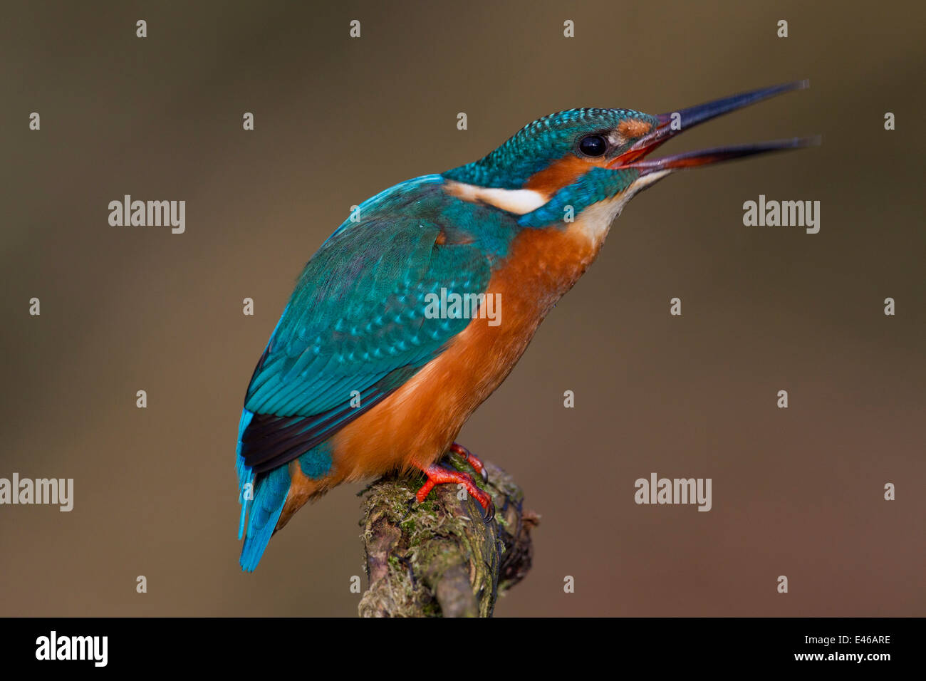 Common kingfisher / Eurasian kingfisher (Alcedo atthis) perched on branch and calling Stock Photo