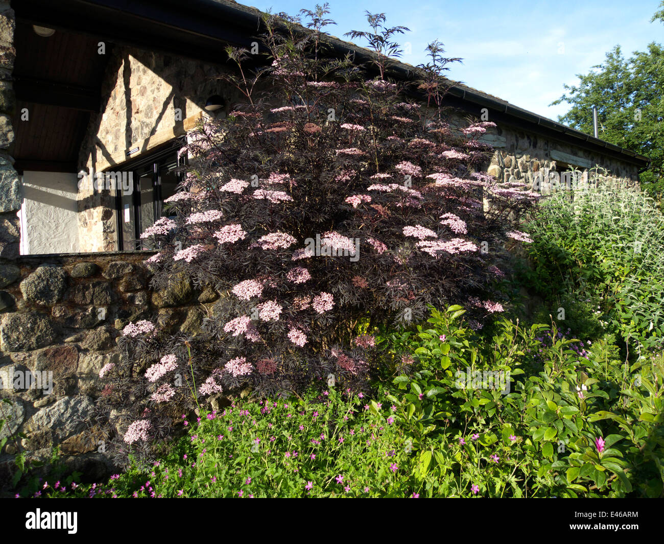 Ornamental elder in shrub border, Cumbria, UK. Stock Photo