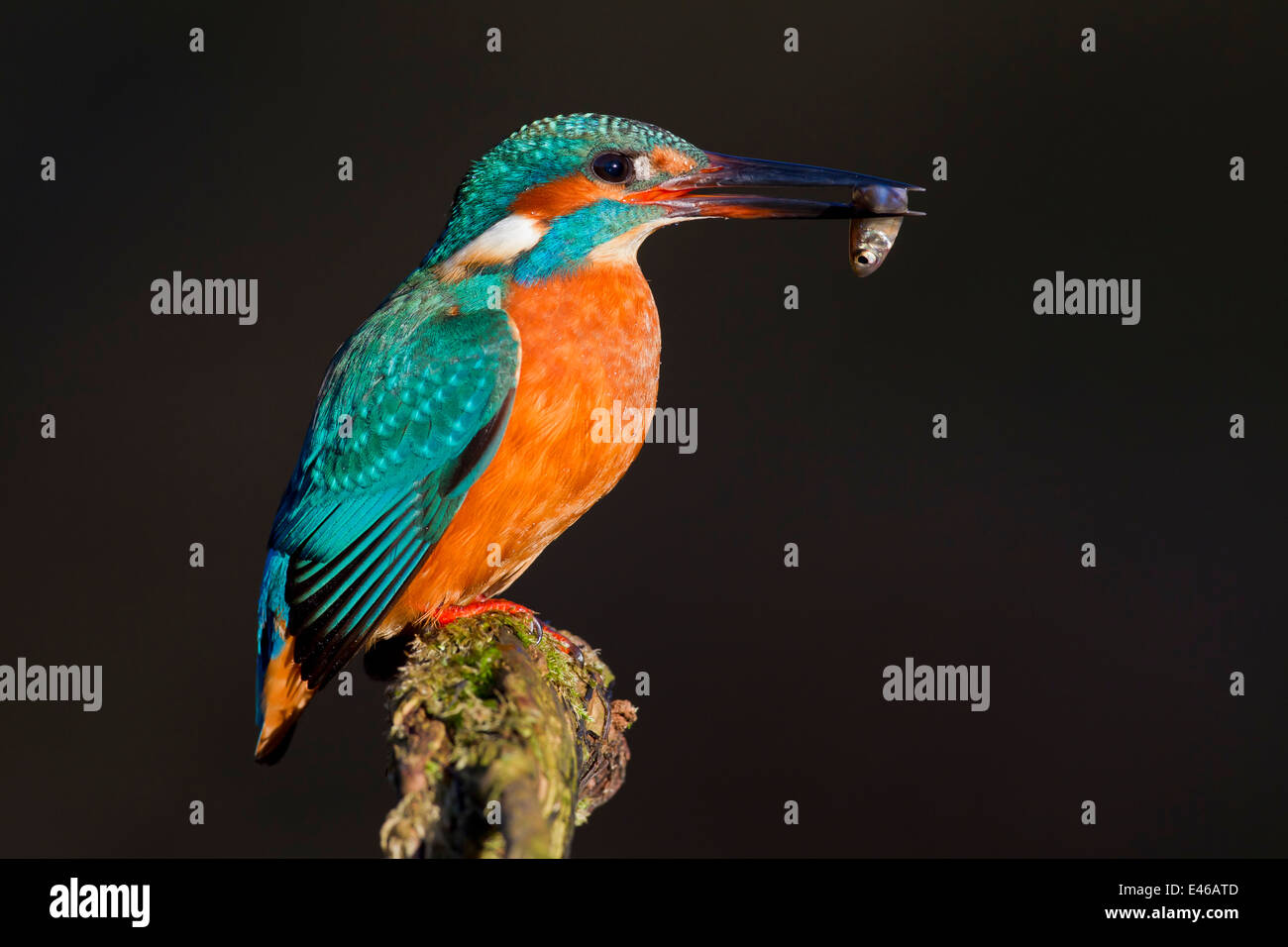 Common kingfisher / Eurasian kingfisher (Alcedo atthis) perched on branch with caught fish in beak Stock Photo