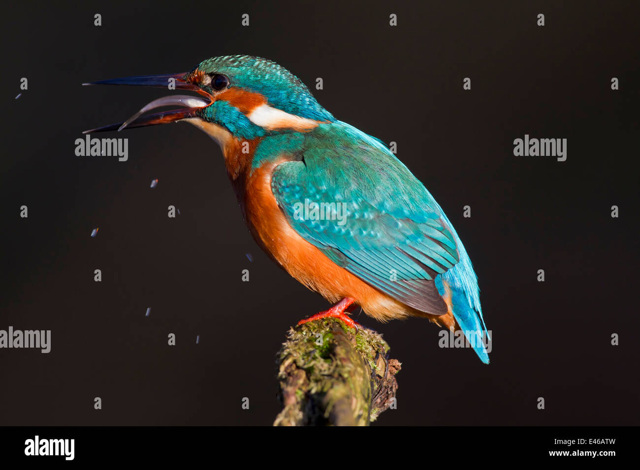 Common kingfisher / Eurasian kingfisher (Alcedo atthis) perched on branch and swallowing caught fish head first Stock Photo