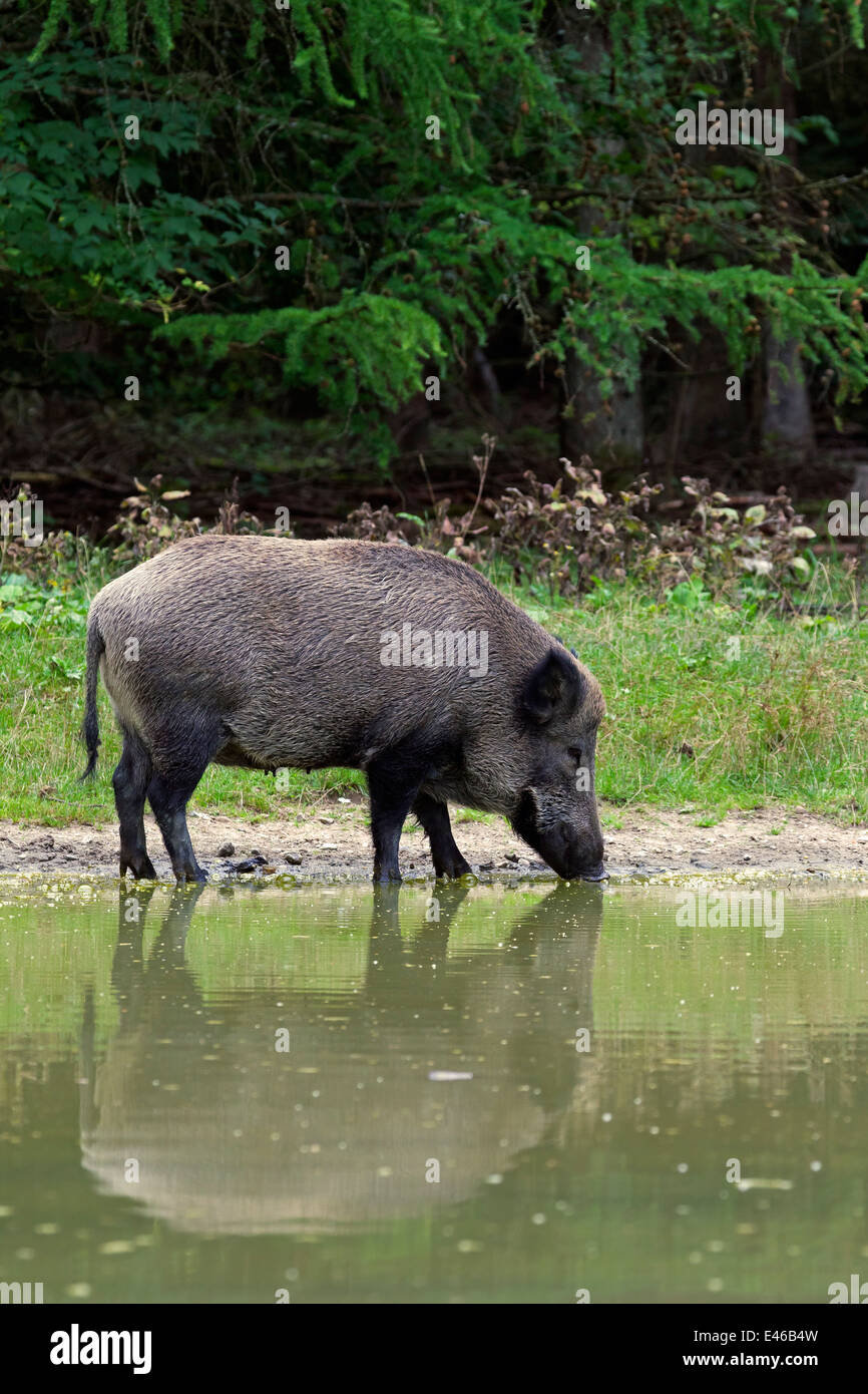https://c8.alamy.com/comp/E46B4W/wild-boar-sus-scrofa-sow-drinking-water-from-pond-in-forest-in-summer-E46B4W.jpg