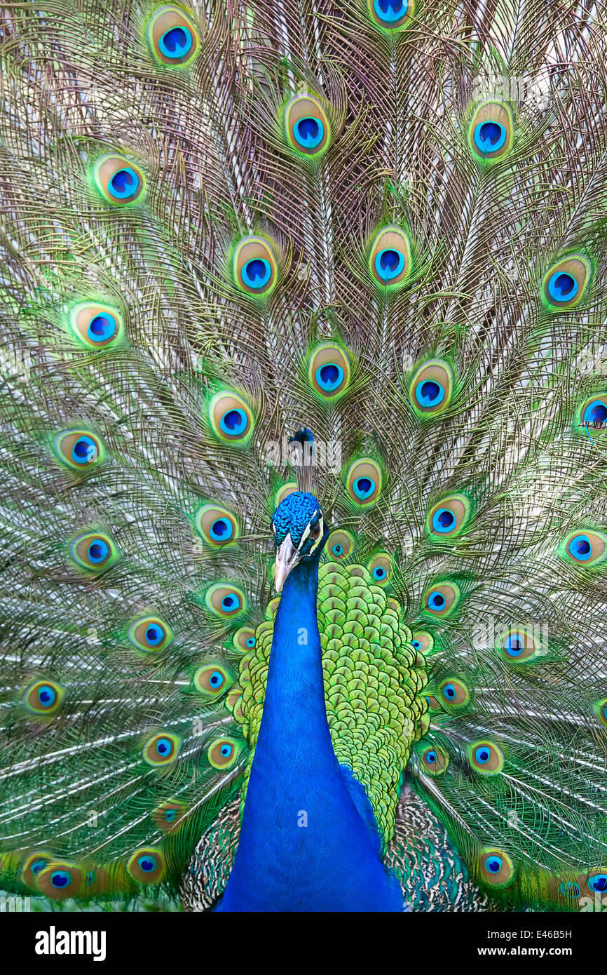 Beautiful male peacock with colorful tail fully open Stock Photo - Alamy