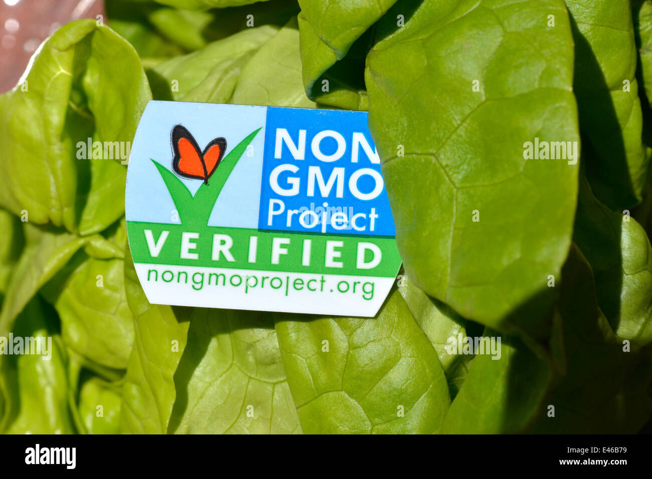 A head of butter lettuce with a non GMO label, which verifies that it does not contain a