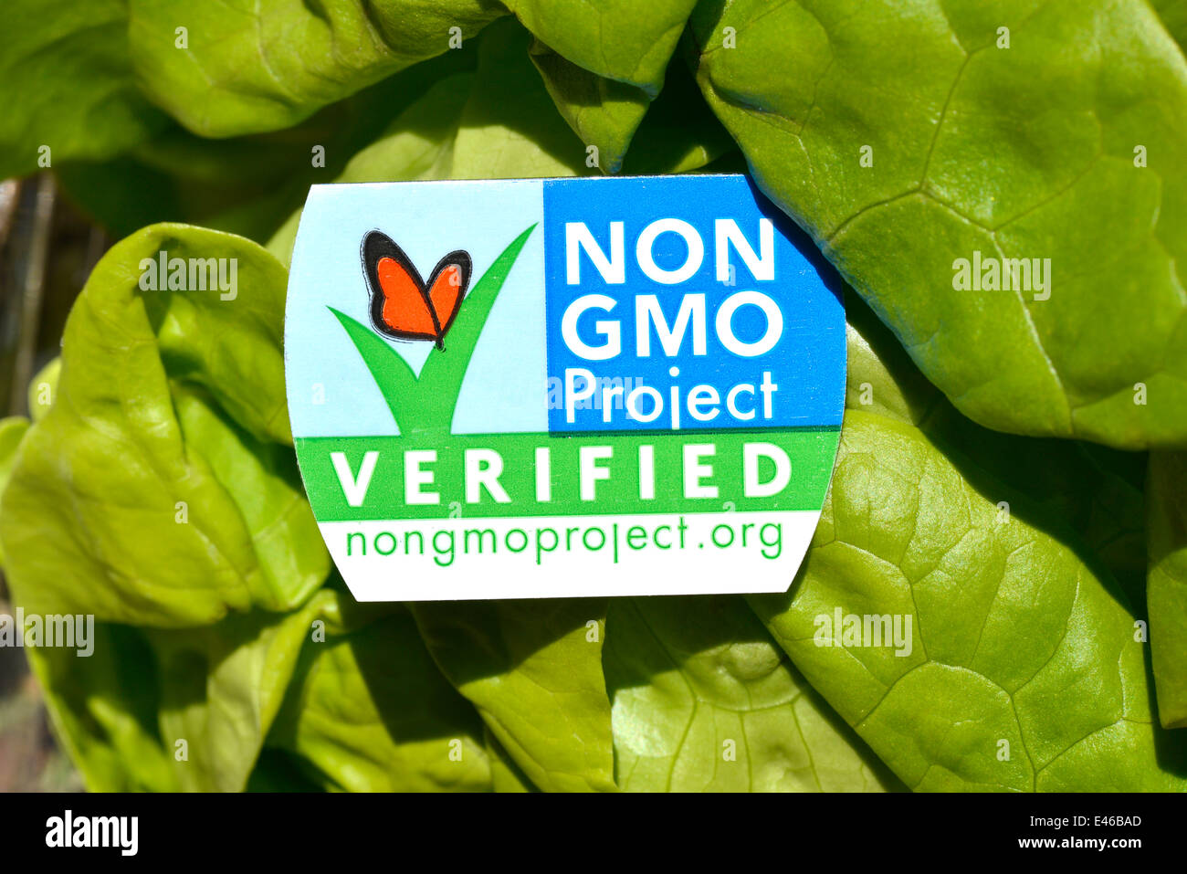 A head of butter lettuce with a non GMO label, which verifies that it does not contain a