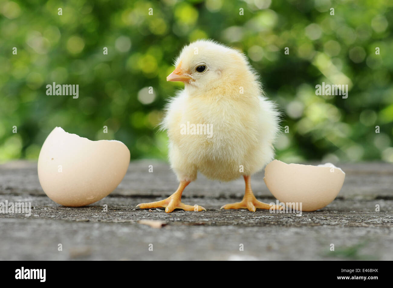 chicken newborn fluffy hatched shells egg empty summer nature birds animals  day poultry eggs chicken funny group company flowers Stock Photo - Alamy