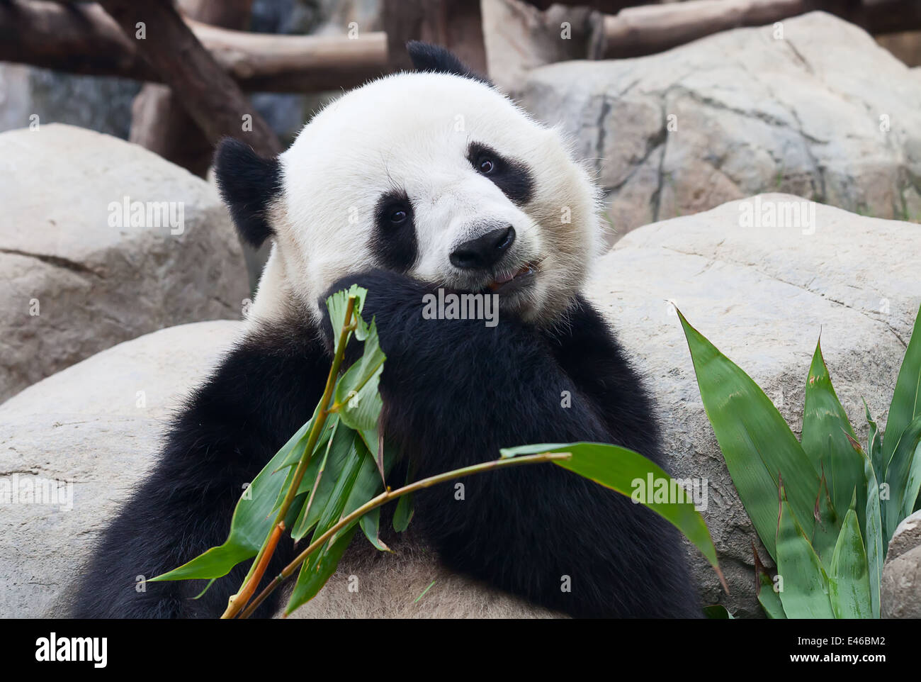Giant Panda Bear Eating Bamboo Leafs Stock Photo Alamy