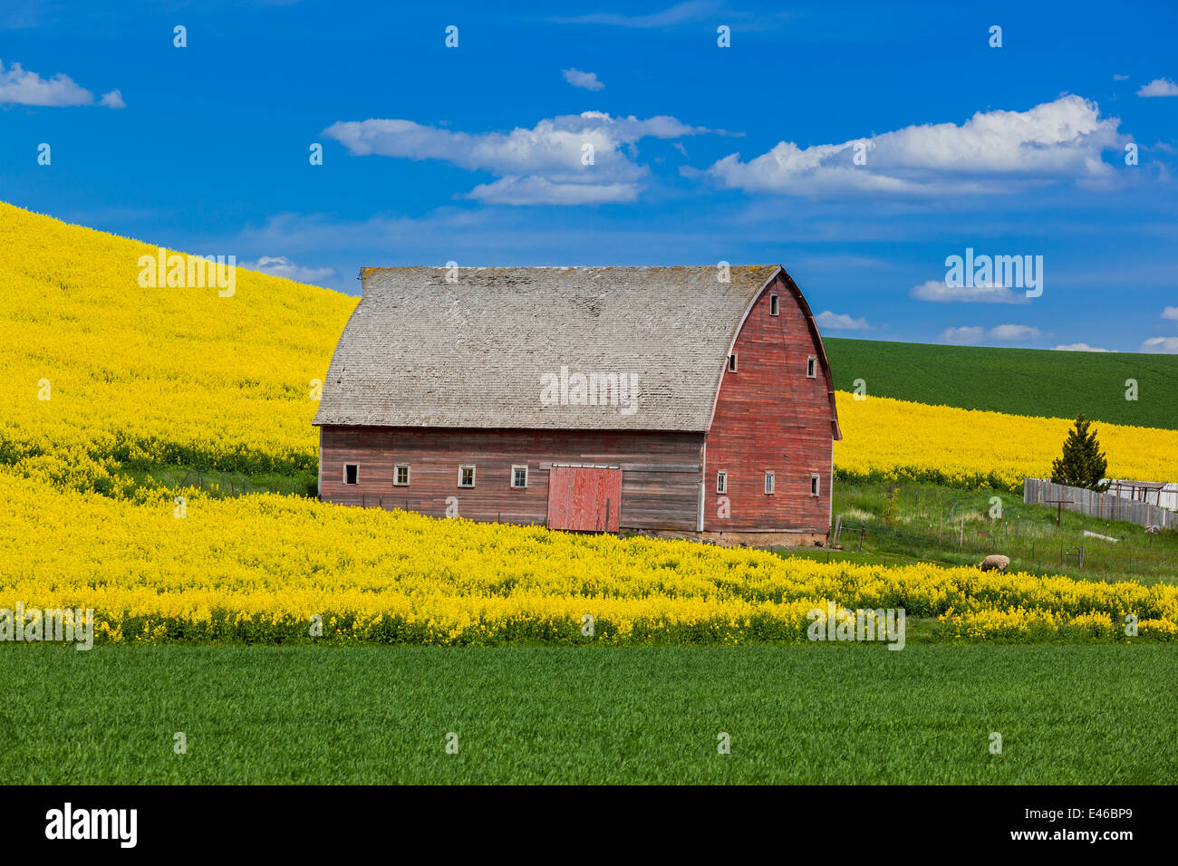 Palouse Country, Latah County, ID: Red barn with hillside of yellow flowering canola field Stock Photo