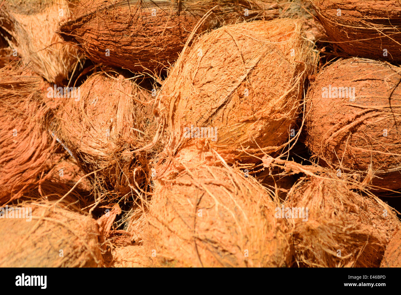 A bunch of coconuts Stock Photo Alamy
