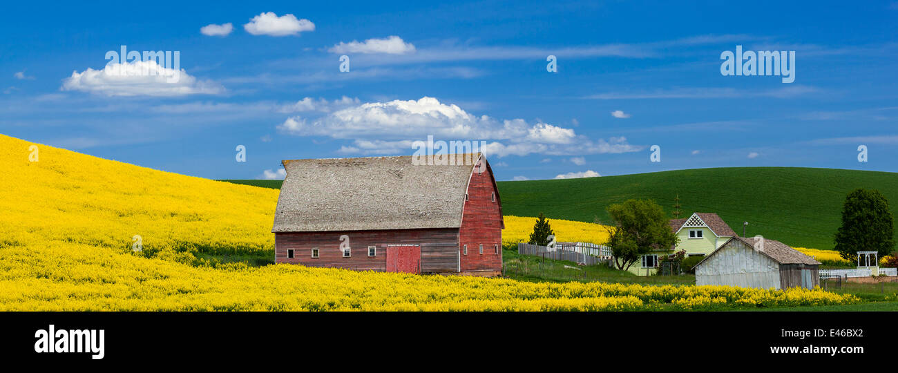 Palouse Country, Latah County, ID: Red barn with hillside of yellow flowering canola field Stock Photo