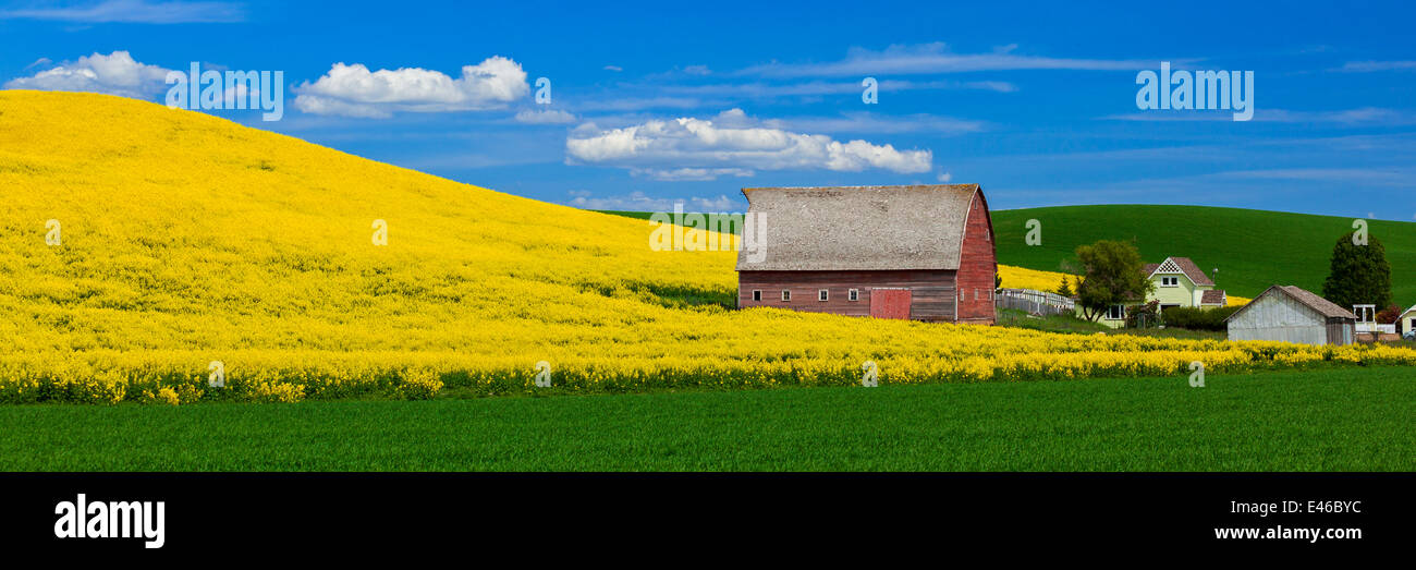 Palouse Country, Latah County, ID: Red barn with hillside of yellow flowering canola field Stock Photo