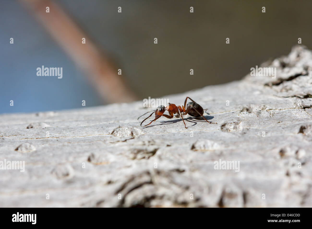 Red ant (Formica rufa) walking on bark on a sunny day Stock Photo