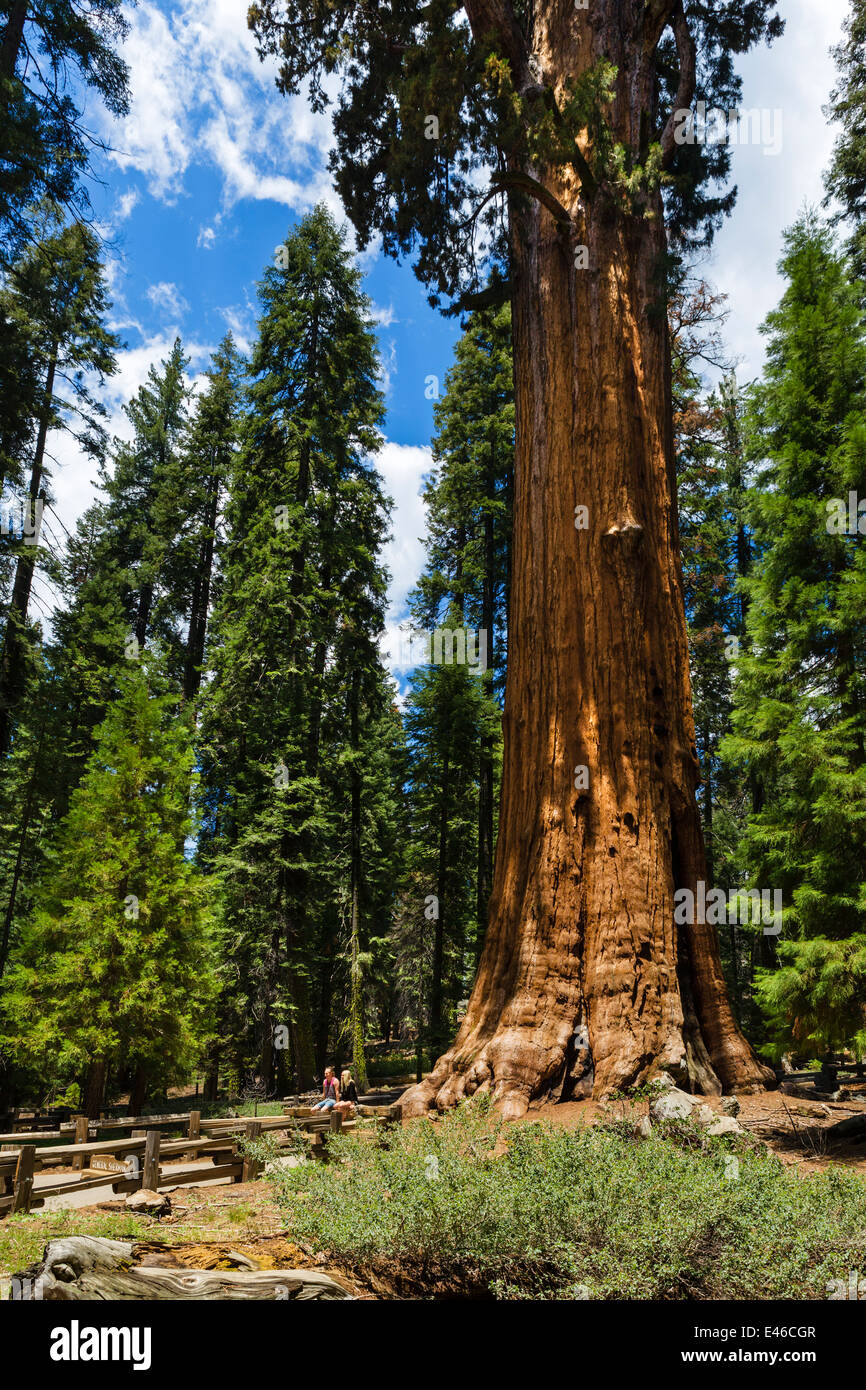 Tourists posing for photo in front of General Sherman Tree, one of biggest in the world, Sequoia National Park, California, USA Stock Photo