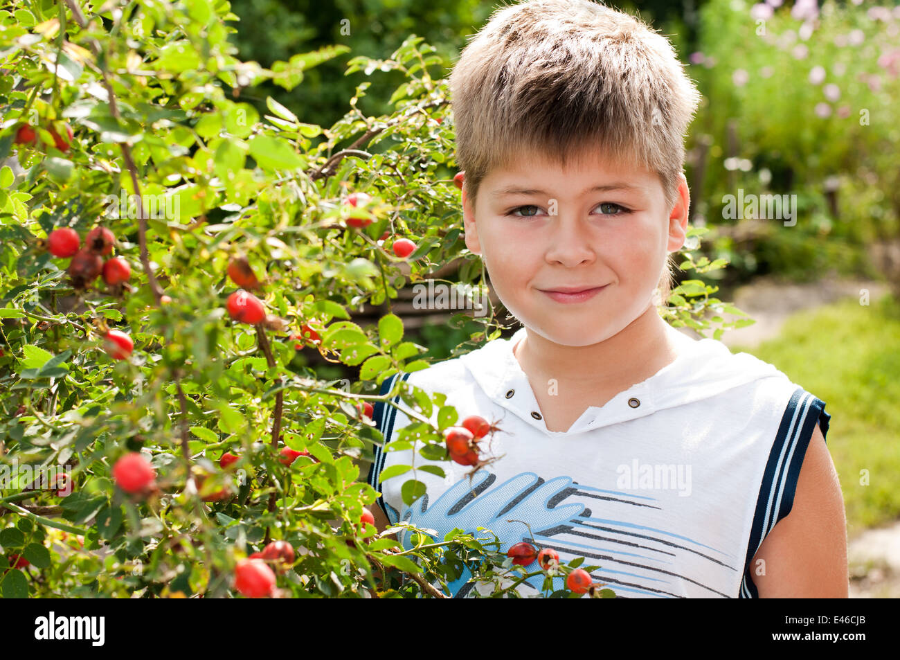 boy child man 8 rose bush berry red ripe fruit autumn harvest vitamin herbal cottage garden day sunny one nature food healthy ea Stock Photo