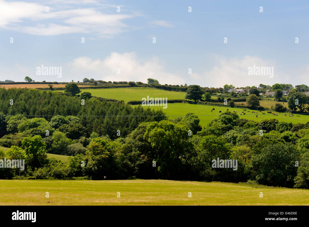 Welsh countryside with cows in distant field, Pembrokeshire, UK Stock Photo