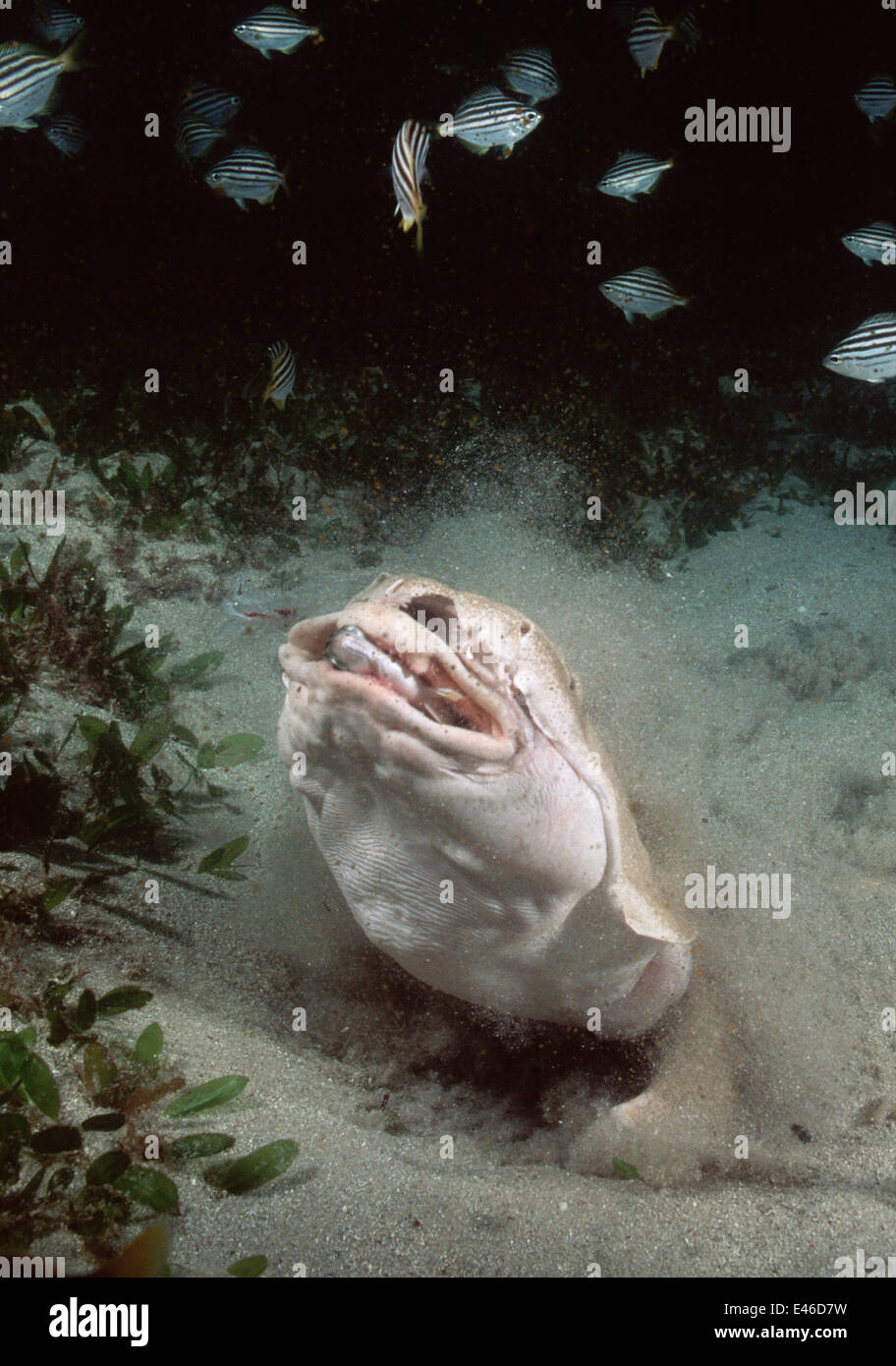 Australian Angel Shark (Squatina australis) feeding on schooling fish