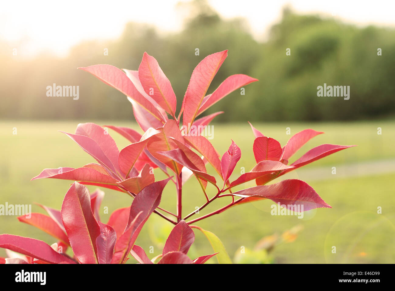 Sunshine plant hi-res stock photography and images - Alamy