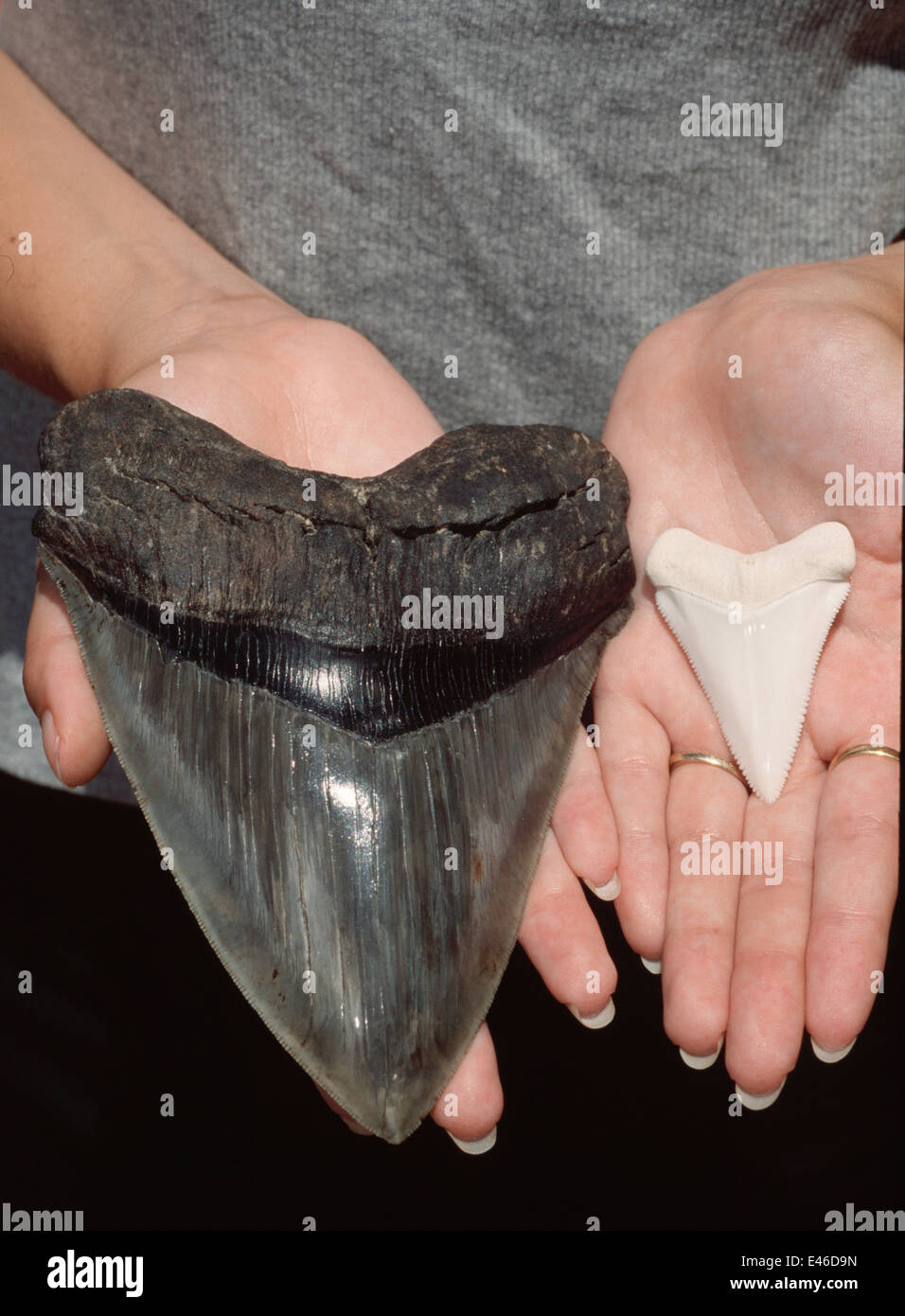 Teeth of extinct Megalodon Shark (Charcharodon megalodon) and 5m (16 foot) Great White Shark (Charcharodon carcharias). Stock Photo