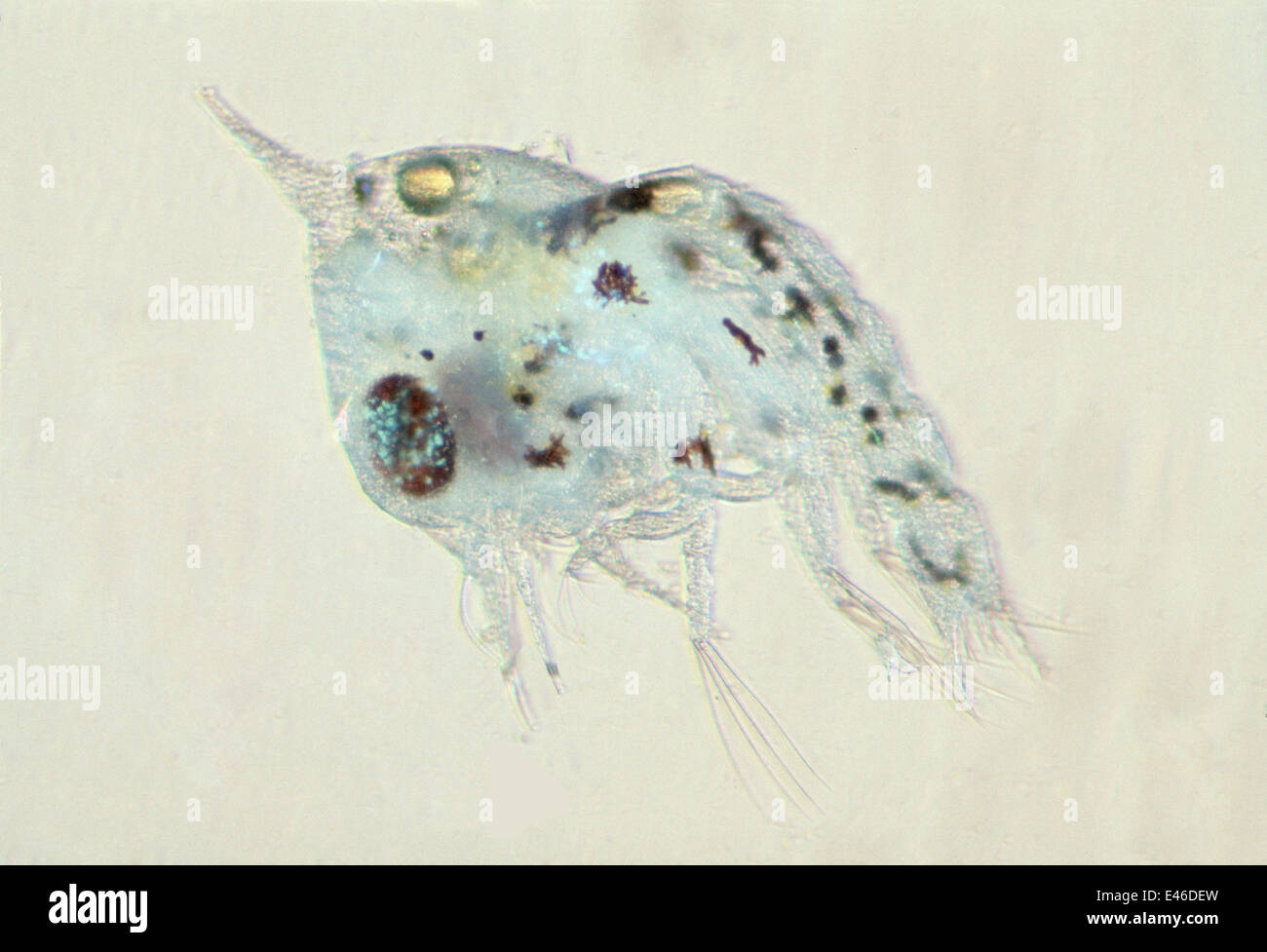 Plankton. Crab zoea. Larval stage of crab reproduction. Australia Queenscliff Stock Photo